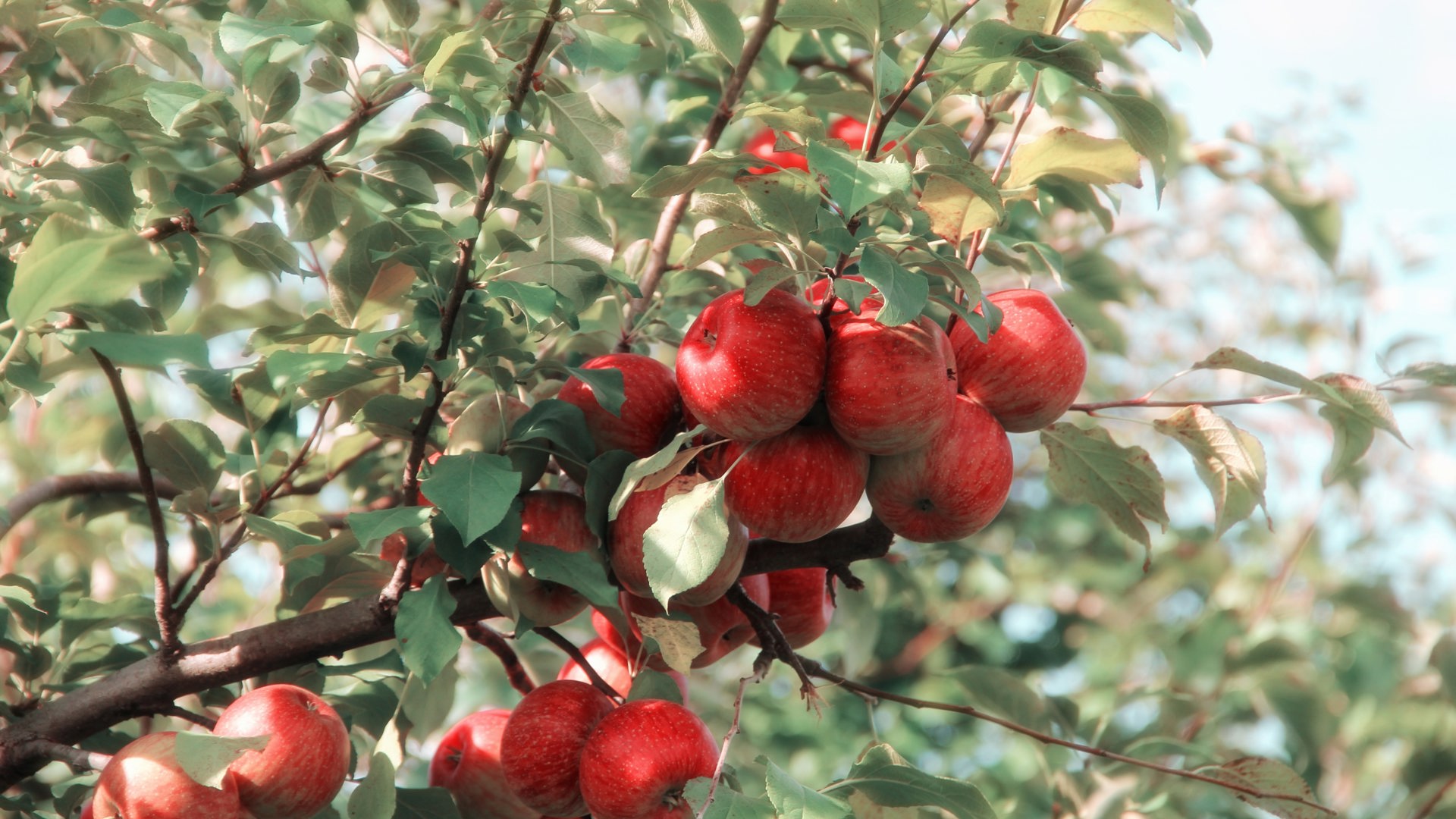 1920x1080 nyttehve æbletræ