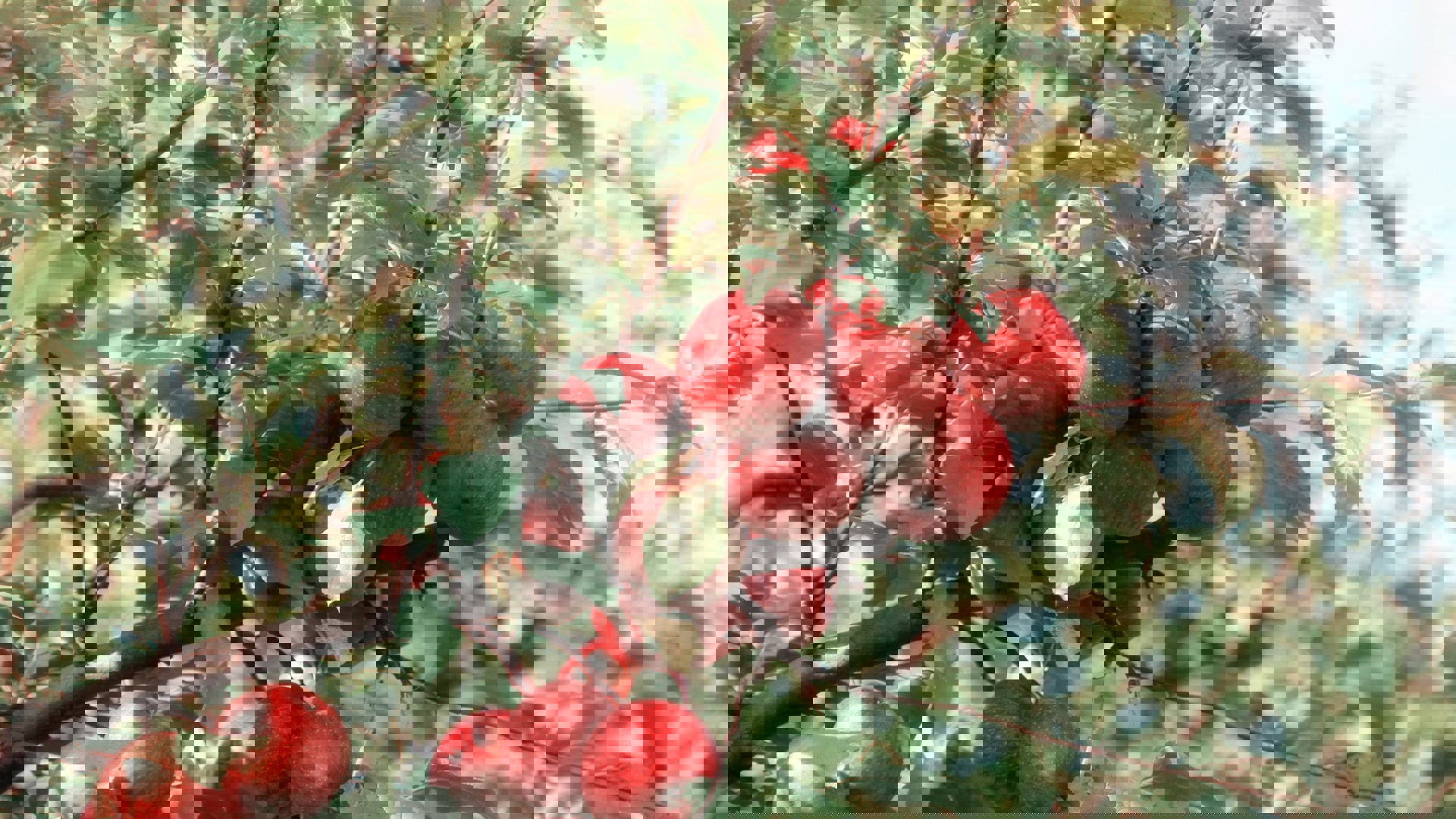1920x1080 nyttehve æbletræ